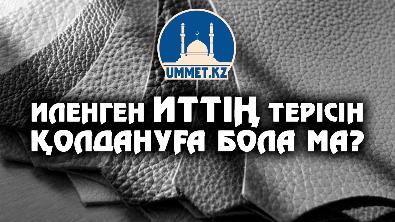 Иленген иттің терісін қолдануға бола ма