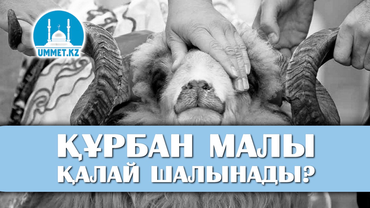 Құрбан малы қалай шалынады?