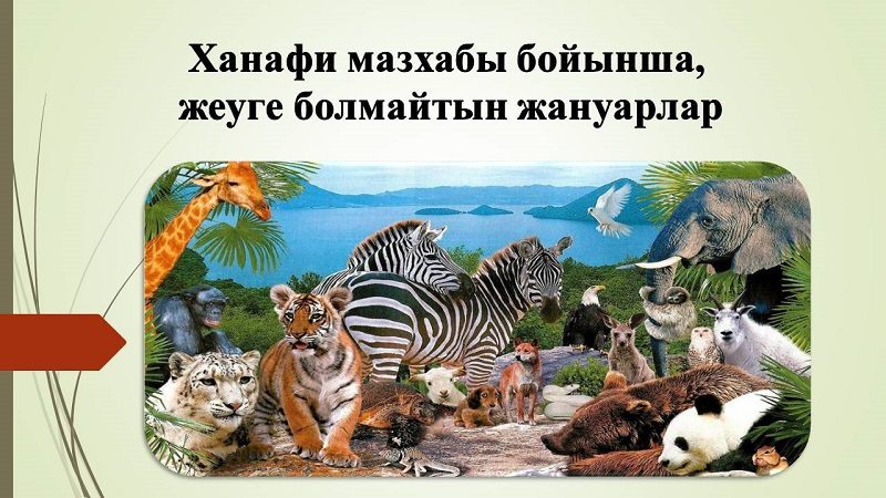 Ханафи мазхабы бойынша жеуге болмайтын жануарлар (презентация)