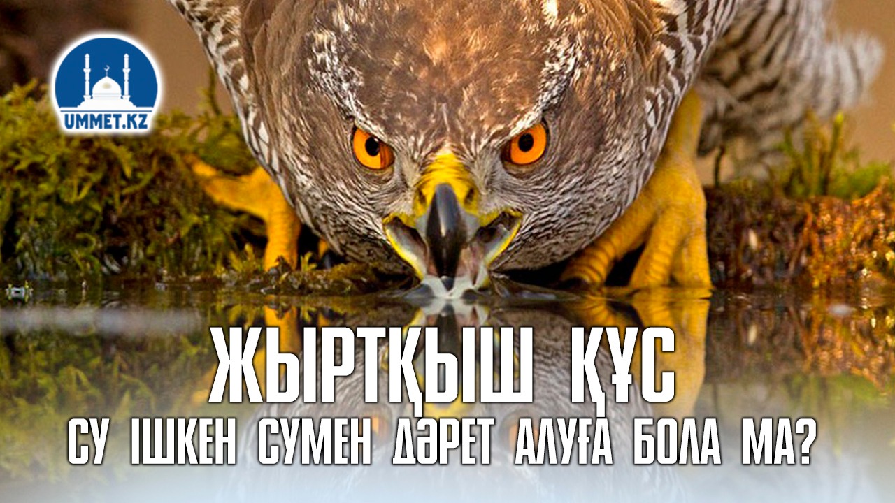 Жыртқыш құс су ішкен сумен дәрет алуға бола ма?