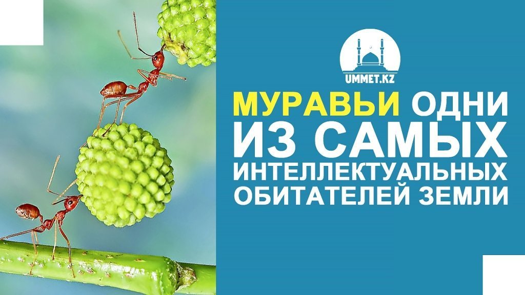 Муравьи одни из самых интеллектуальных  обитателей Земли