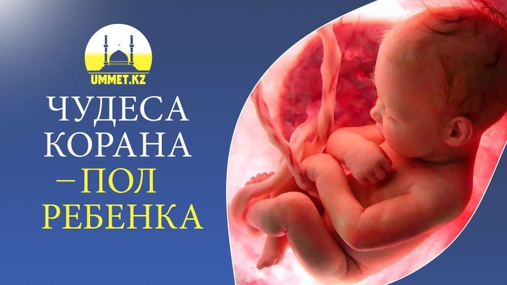 Чудеса Корана – пол ребенка