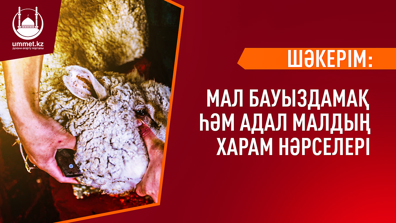 Шәкерім: Мал бауыздамақ һәм адал малдың харам нәрселері