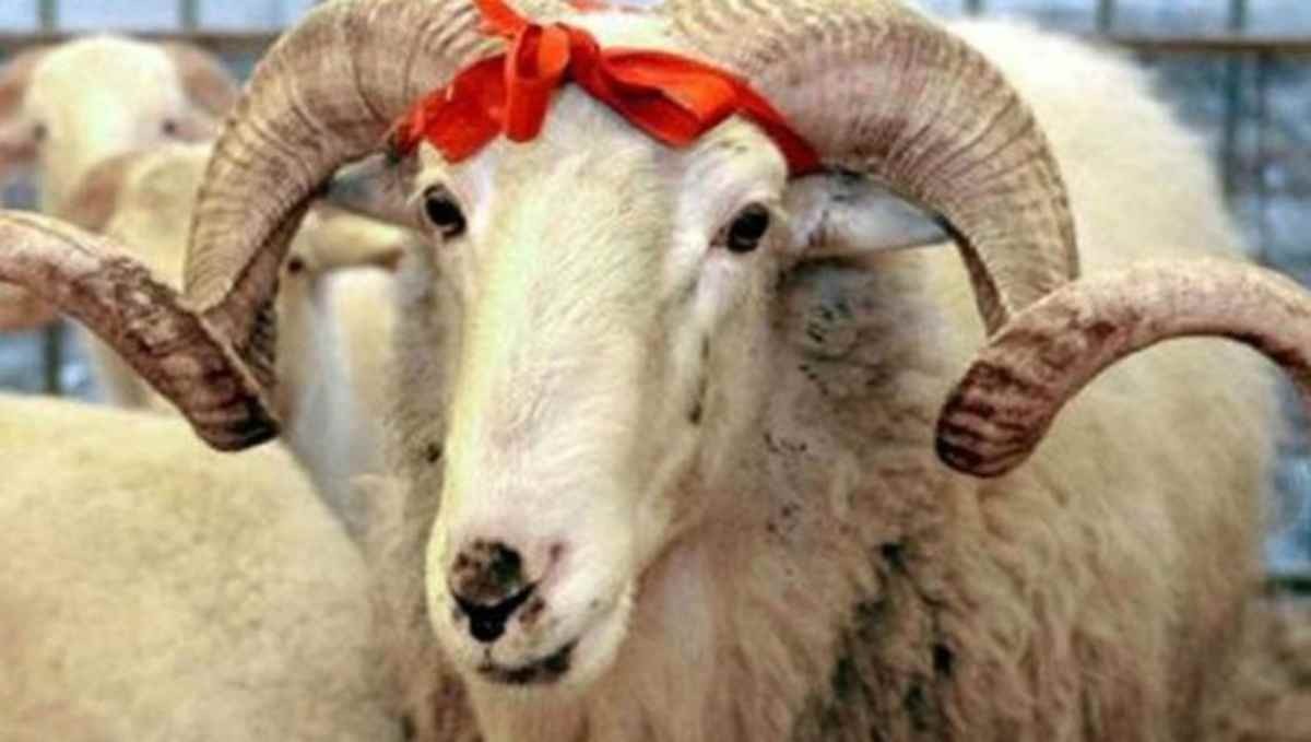 Құрбандық орнына садақа беруге бола ма? 