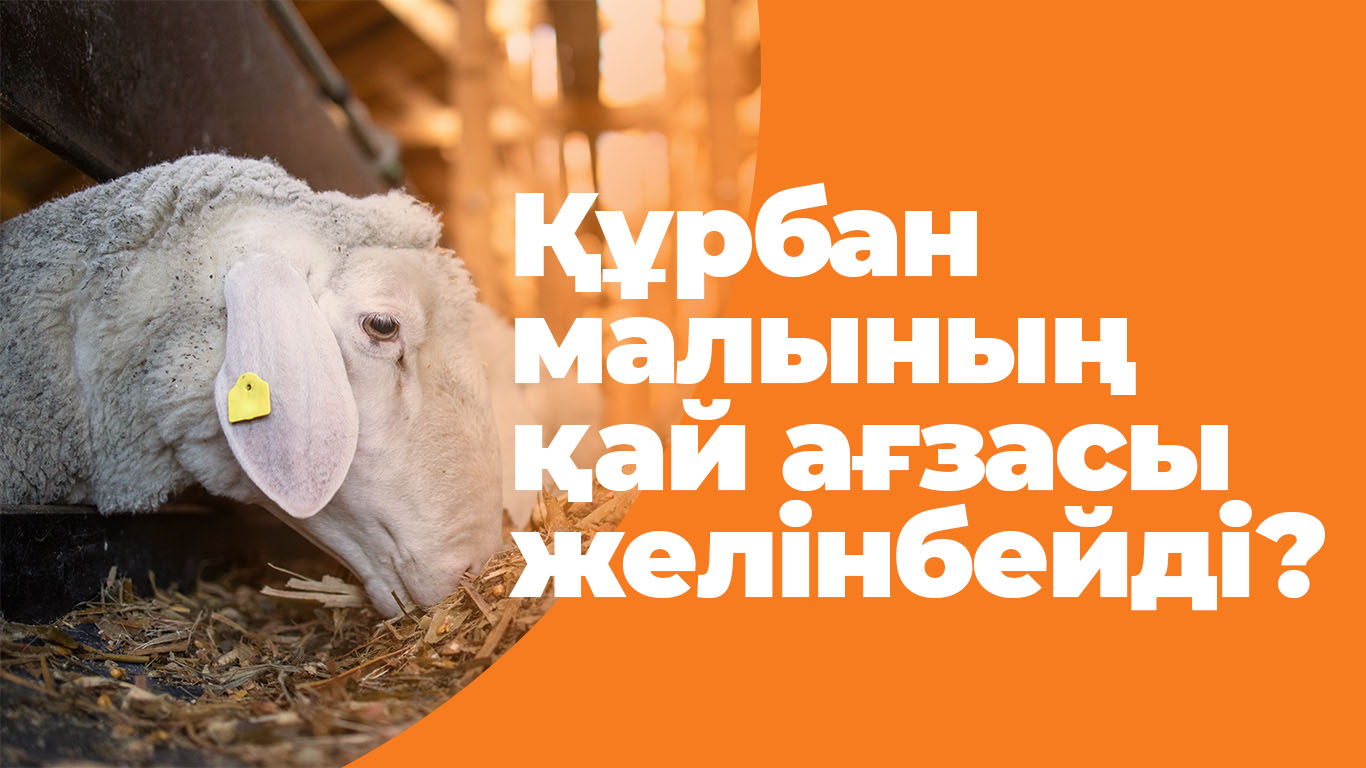 Құрбан малының қай ағзасы желінбейді?