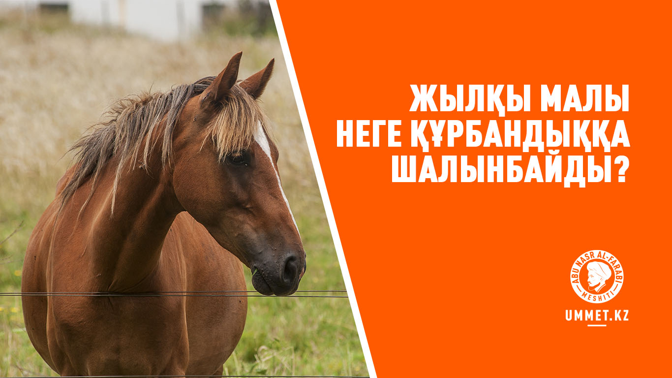 Жылқы малы неге құрбандыққа шалынбайды?