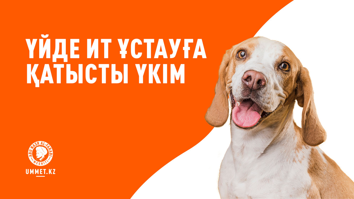 Үйде ит ұстауға қатысты үкім