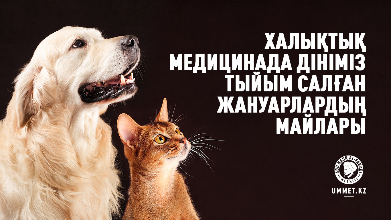 Халықтық медицинада дініміз тыйым салған жануарлардың майлары