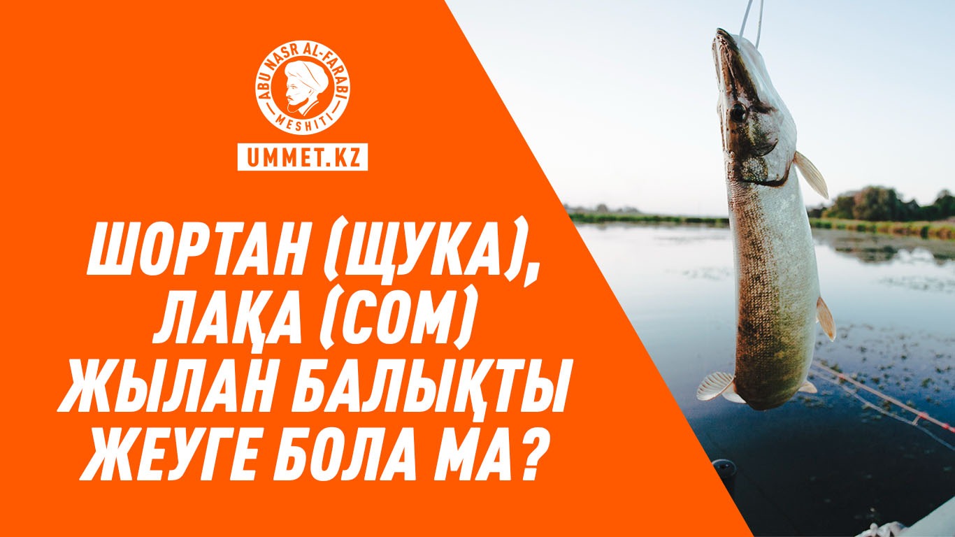 Шортан (щука), лақа (сом) жылан балықты жеуге бола ма?