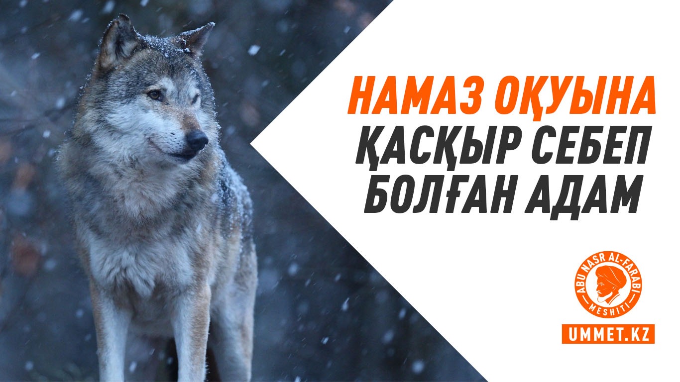 Намаз оқуына қасқыр себеп болған адам