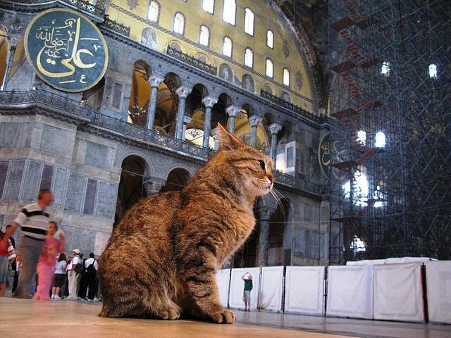 Тәжірибе: Пайғамбар ұнатқан жануар – адамның ең жақын досы
