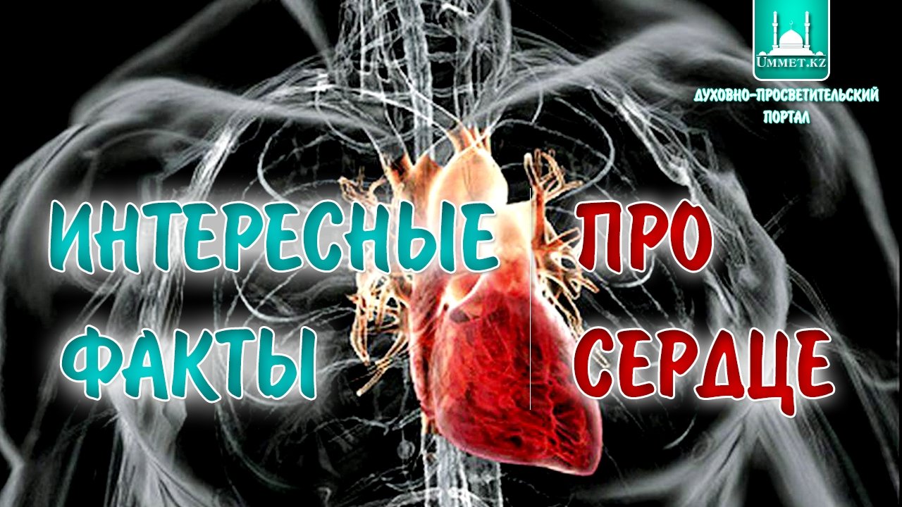Интересные факты про сердце